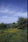 Prato in fiore sul versante di Seggiano (19kb)